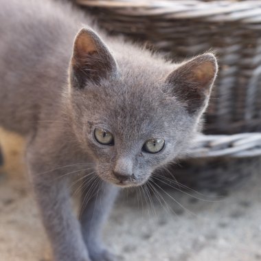 gizlenen yavru kedi