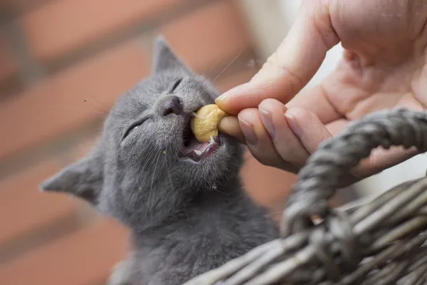 Грайливий кошеня їдять кешью — стокове фото