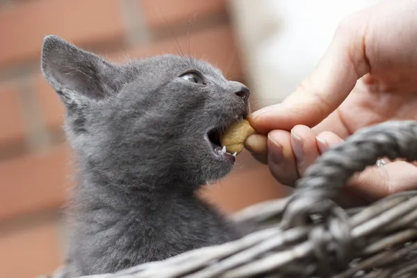 Speelse kitten eten een cashew — Stockfoto