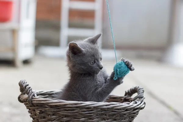 Kattunge leker med boll av garn — Stockfoto