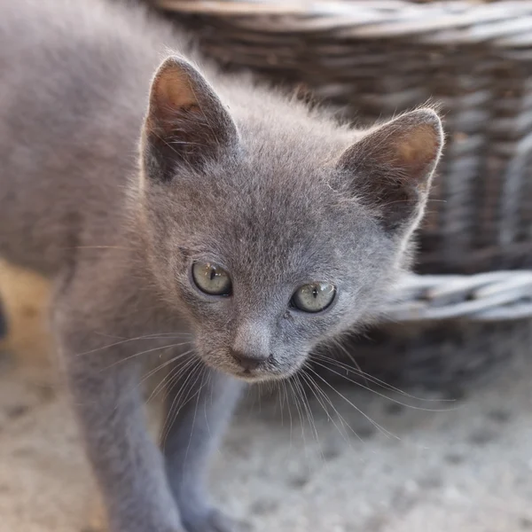 Loerende kitten — Stockfoto