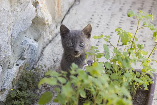 Kätzchen versteckt sich hinter den Blumen — Stockfoto