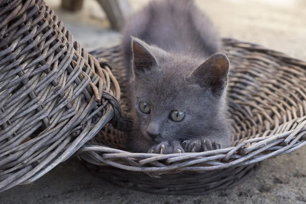 Söt kattunge lögnaktig och stretching i korgen — Stockfoto