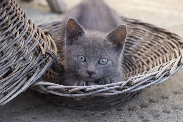 Niedliches Kätzchen im Korb liegend und streckend — Stockfoto