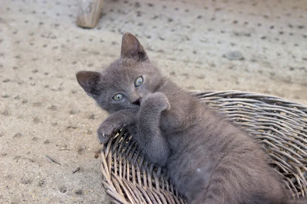 Funny kitten díky roztomilé pozice s tlapami přešel — Stock fotografie
