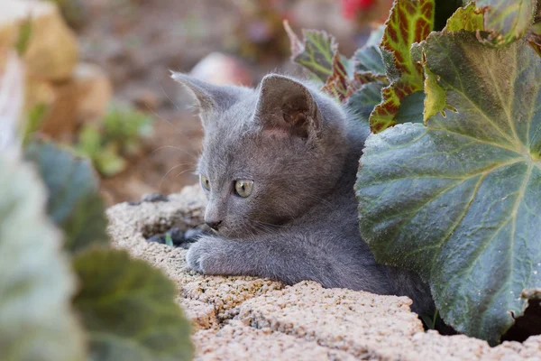 Kitten verstopt onder de bloem-blad — Stockfoto