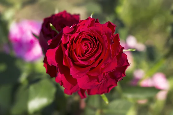 Beautiful Red Rose Close Up — Stock Photo, Image