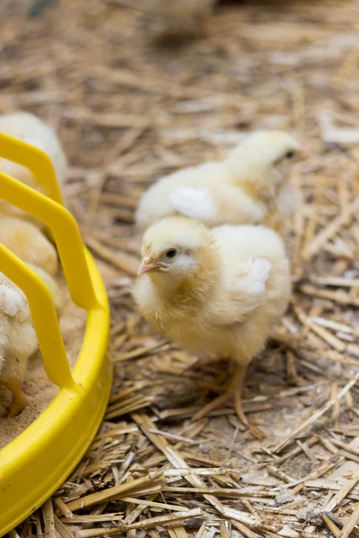 Bebek tavuk bir tavuk çiftliğinde, yakın çekim — Stok fotoğraf