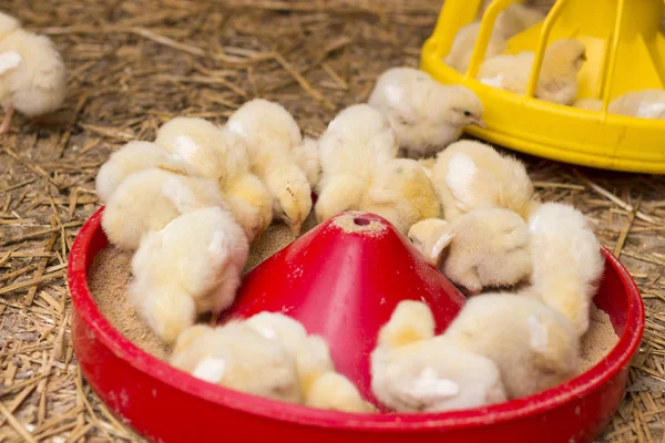 Bebek tavuk bir tavuk çiftliğinde, yakın çekim — Stok fotoğraf
