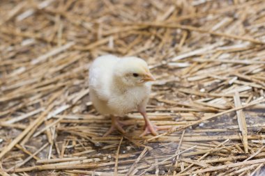 Bebek tavuk bir tavuk çiftliğinde