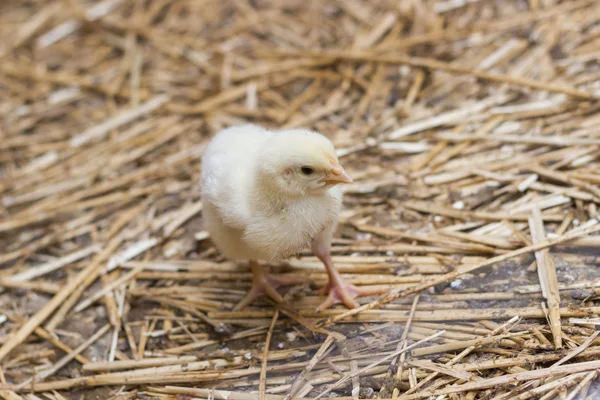 Bebek tavuk bir tavuk çiftliğinde — Stok fotoğraf