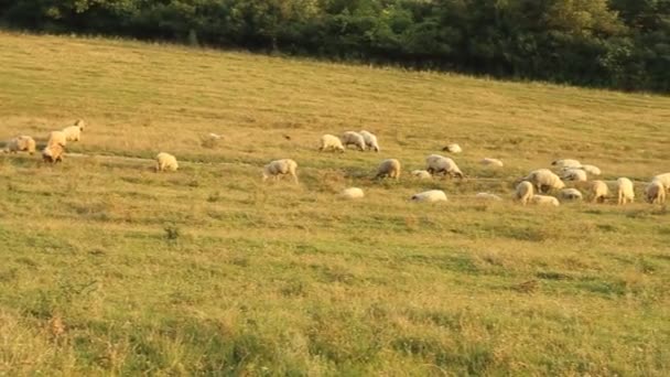 Стадо пасущихся овец — стоковое видео