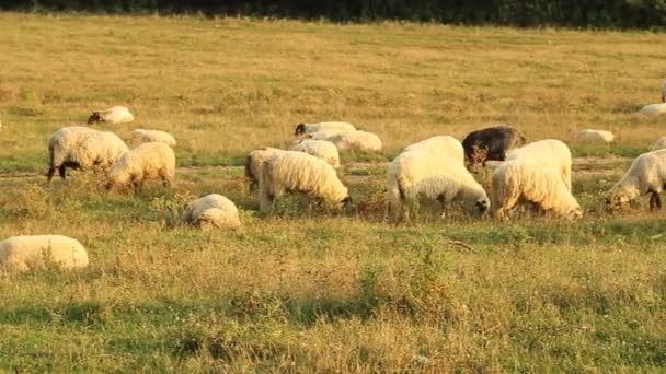 Стадо пасущихся овец — стоковое видео