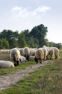 Flock of sheep grazing clipart