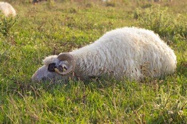 Sheep on a pasture clipart