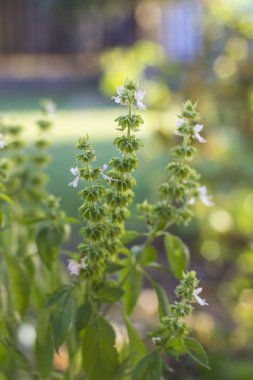 organik taze fesleğen