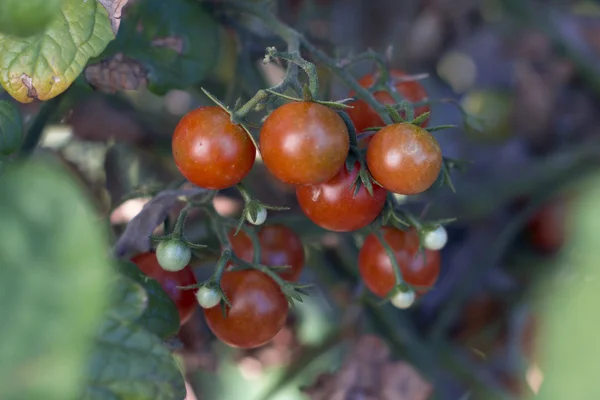 Organic Cherry Tomatoes — Stock Photo, Image