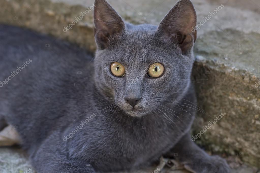 Chaton Bleu Russe Images Libres De Droit Photos De Chaton Bleu Russe Depositphotos