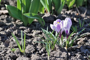 çiçekler çiğdemler