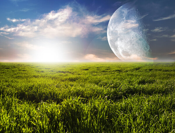 Зеленое поле
