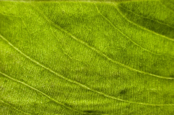 Plan macro de la surface des feuilles . — Photo