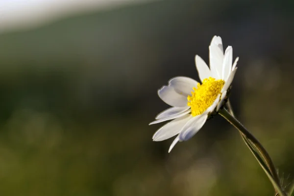 Single daisy — Stock Photo, Image