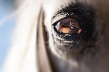 Eye of a Grey Horse clipart
