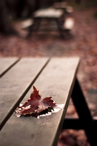 Esdoornblad op tafel — Stockfoto