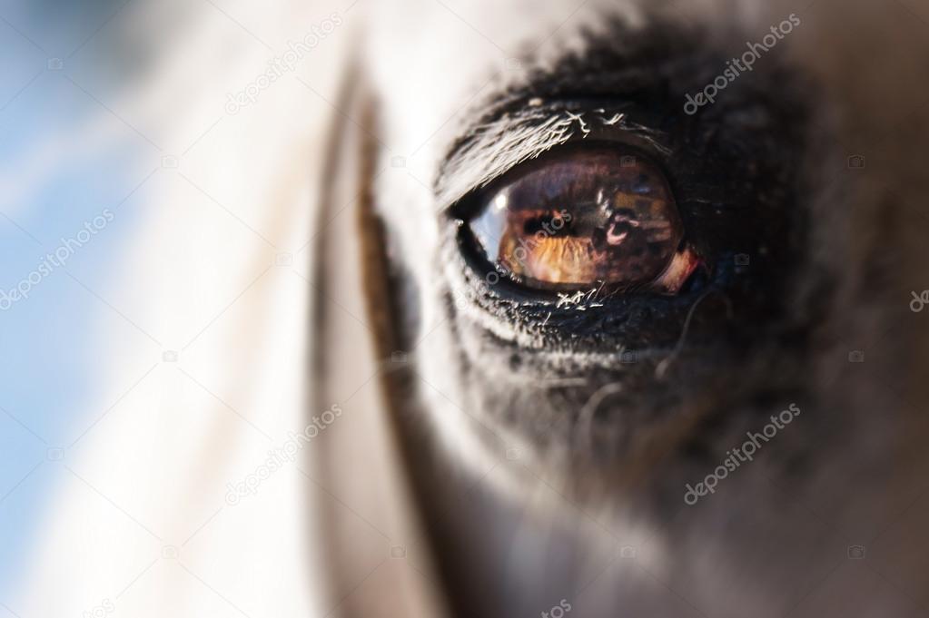 Eye of a Grey Horse