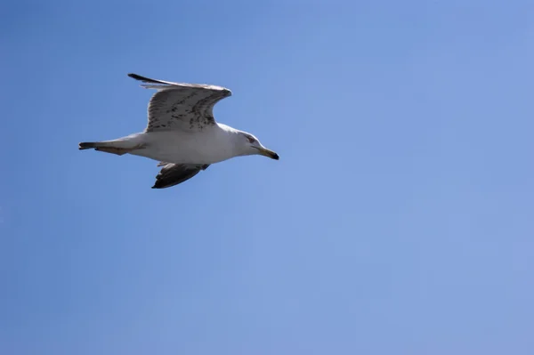 Gaivota — Fotografia de Stock