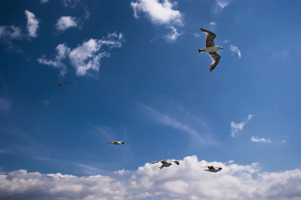 Las gaviotas están en el cielo —  Fotos de Stock