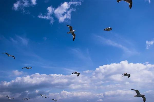 Las gaviotas están en el cielo —  Fotos de Stock