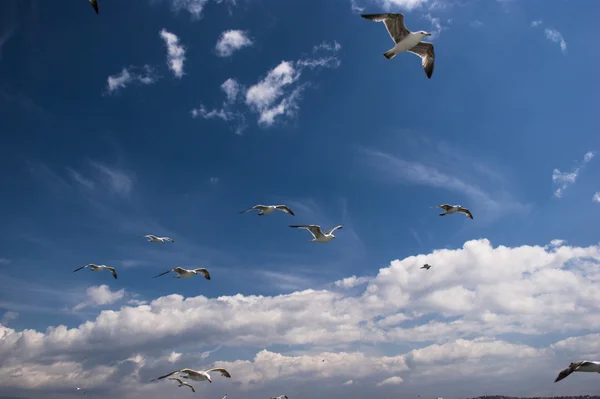 Seagulls are on sky — Stock Photo, Image