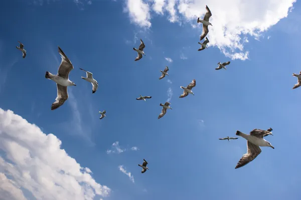 Seagulls are on sky — Stock Photo, Image