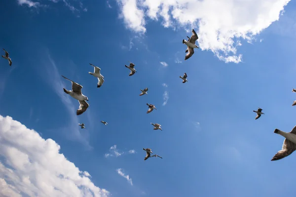 As gaivotas estão no céu — Fotografia de Stock