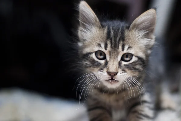 Tabby Kitten — Stock Photo, Image