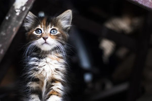 Tabby Kitten — Stock Photo, Image