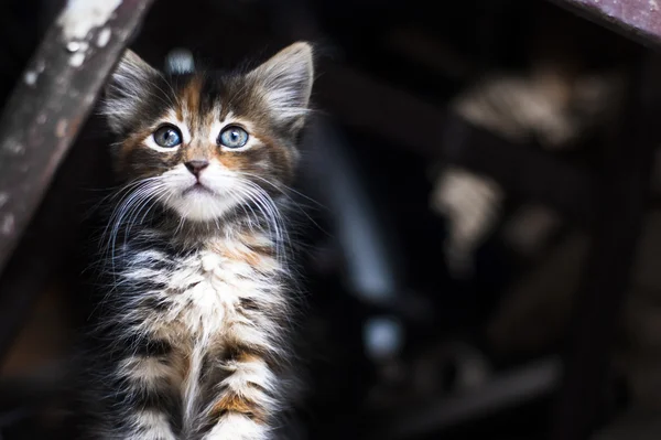 Gatito de Tabby — Foto de Stock