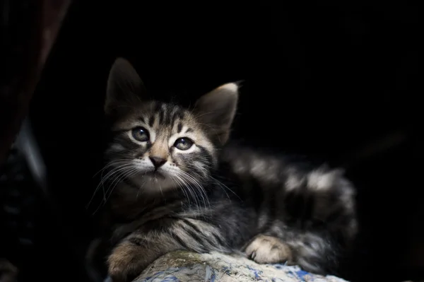Tabby kattunge — Stockfoto