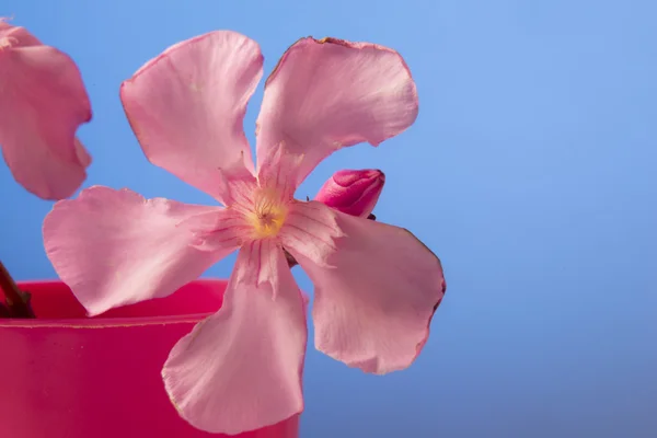गुलाबी फुले — स्टॉक फोटो, इमेज