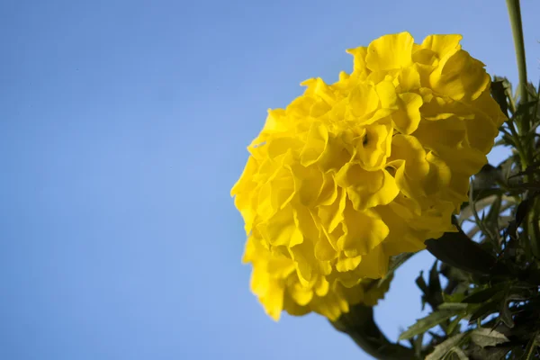 Gelbe Blüte — Stockfoto