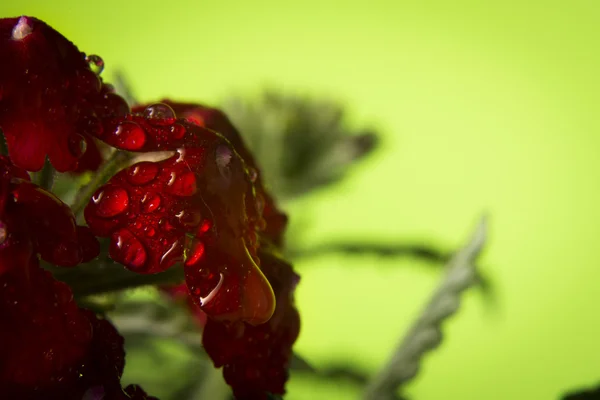 हिरव्या पार्श्वभूमीवर लाल फुलं . — स्टॉक फोटो, इमेज