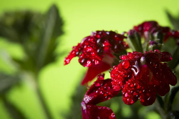 Rode bloemen op groene achtergrond. — Stockfoto