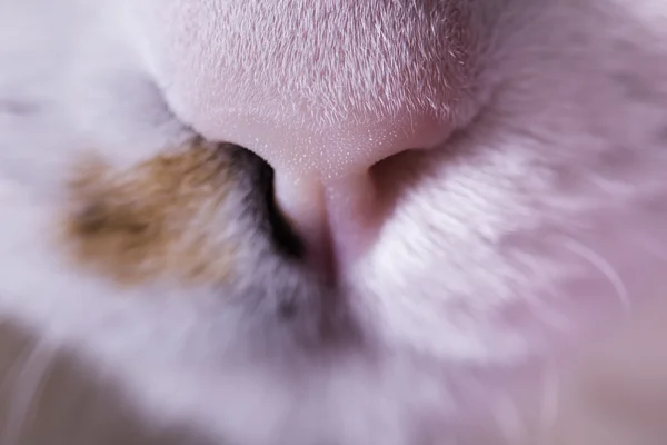 Koty nos — Zdjęcie stockowe