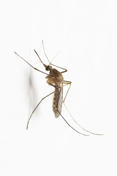 Mosquito — Stock Photo, Image