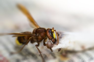 et yemek hornet