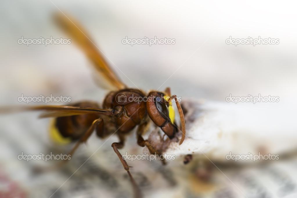 Hornet eating meat