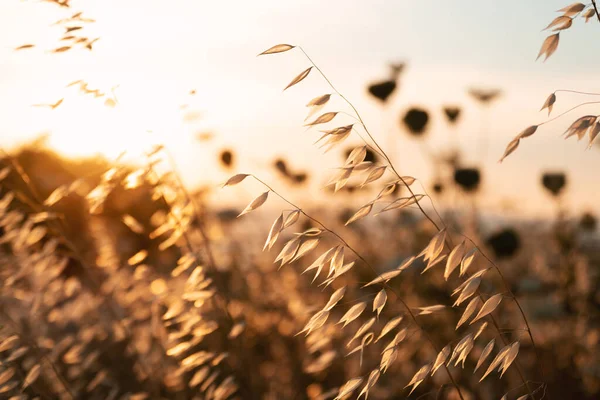 Close Shot Dry Grass Sunset — Stock Photo, Image