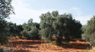 Açık gökyüzü ile zeytin ağacı alanının manzara görüntüsü.