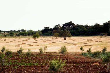 Tarımsal alanda saman balyaları